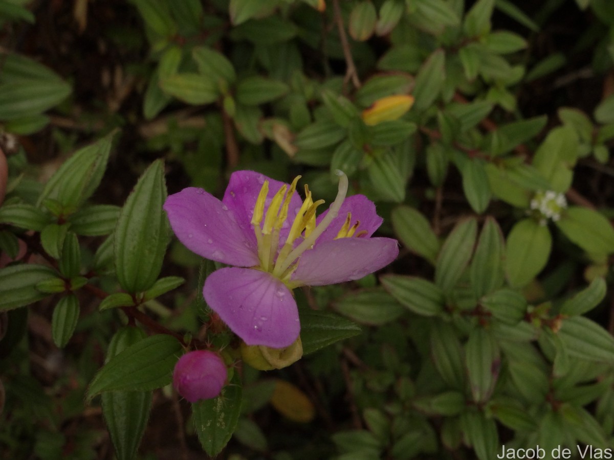 Osbeckia aspera Blume